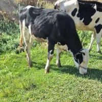 گوساله ماده سمینتال