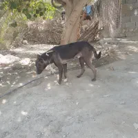 سگ مالینویز|سگ|میناب, |دیوار