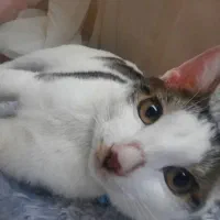 گمشده در نقده خیابان مرصاد اپارتمان های ۵۳ هکتاری