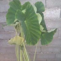 گل بابا آدم بزرگ قدی|گل و گیاه طبیعی|رشت, بازار|دیوار