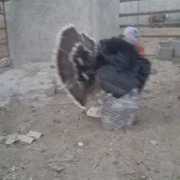 بقلمون نرماده