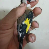 سهره نره سنندجی بشرط|پرنده|شاهینشهر, عطار|دیوار