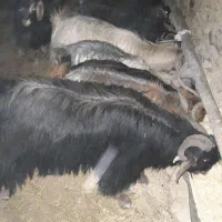 حیوانات مزرعه