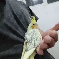 عروس هلندی دستی و مرغ عشق دستی|پرنده|خمینی‌شهر, |دیوار