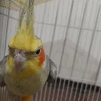 عروس هلندی نر|پرنده|شاهدشهر, |دیوار