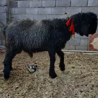 دوراس  بره  قوچی|حیوانات مزرعه|نورآباد ممسنی, |دیوار