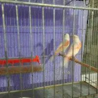 قناری موزاییکی اورجینال|پرنده|مشگین شهر, |دیوار