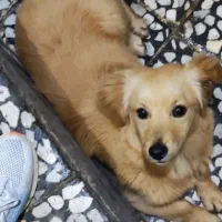 گمشده پاکوتاه تو محدوده انسر محله دزدیده شده