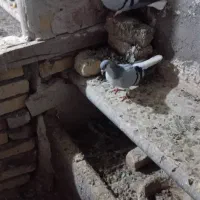 کبوتر|پرنده|اسفرورین, |دیوار