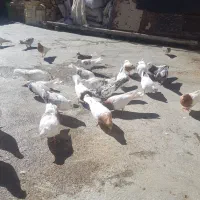 با سلام چندجوفت شونی دوم سفید کلی ودومی|پرنده|اشترینان, |دیوار