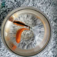 ماهی قرمز|ماهی|بیرجند, |دیوار