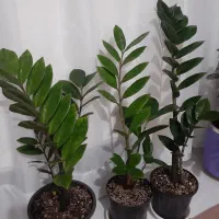 گل و گلدون و خاک و کود