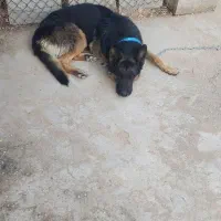 سگ ژرمن|سگ|بیدشهر, |دیوار