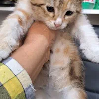 واگذاری گربه|گربه|فردیس, ثابتی|دیوار