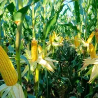 برداشت ذرت با کمباین زیر قیمت