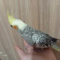 عروس هلندی|پرنده|خوانسار, |دیوار