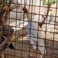 خروس لاری  اوشامو دانگ بالا