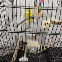 یک جفت عروس هلندی زیبا|پرنده|سنقر, |دیوار