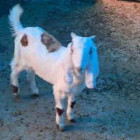 بزغاله افغانی|حیوانات مزرعه|کوهی‌خیل, |دیوار