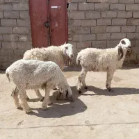 سه تا گوسفند پاکستانی جوان دوقلوزاه ابست|حیوانات مزرعه|زابل, |دیوار