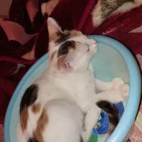 گمشده|گربه|شیراز, زرهی|دیوار