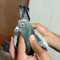 نروماده پلاکی|پرنده|بندر ماهشهر, |دیوار