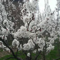 اردبیل شام اسبی فروش زمین ، سوله و...