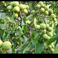 خریدار گردو سردرختی.اجاره