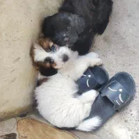 توله سگ نژاددار