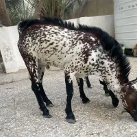 کهره|حیوانات مزرعه|قشم, |دیوار