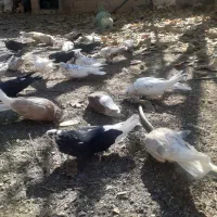 تعداد کبوتر سرور نکریز نک جمفروشی یکجا|پرنده|ساروق, |دیوار