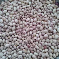 لوبیا چیتی درجه یک