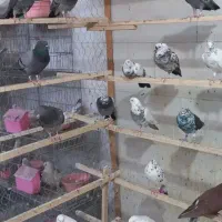 کفتر دونه ای کبوتر دونه ای ۱۵۰ کامل بخونید