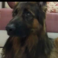 ژرمن نر یکسال گذشته گم شده|سگ|سیرجان, |دیوار