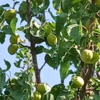 باغ-چه-زیبا