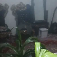 فروش تلویزیون الجی 43