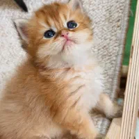 بریتیش لانگهیر|گربه|لاهیجان, شیشه گران|دیوار