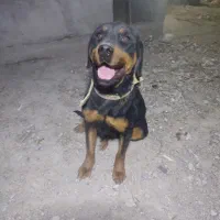 سگ روتوایلر ماده