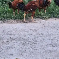 خروس لاری