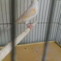 قناری ماده موزاییکی اماده اماده