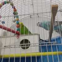 مرغ عشق|پرنده|قرچک, میرزائی جنوبی|دیوار