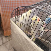 یک جفت عروس هلندی با قفس