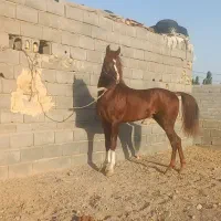 کره نریان عرب یکسر|اسب و تجهیزات اسب‌سواری|مهریز, |دیوار