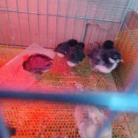 حراج جوجه گلین عشایری زیر مرغی سینه سوزنی 24روزه|حیوانات مزرعه|بومهن, |دیوار