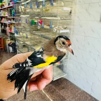 کلبه پرنده|پرنده|ساوه, |دیوار