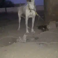 سگ نگهبان توله|سگ|تاکستان, |دیوار