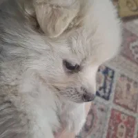 پامر ۳ ماهه / بی نظیر / بانمک و بسیار باهوش