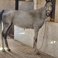 اسبی جوان و مخصوص خانواده