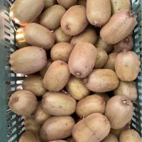 خرید کیوی خونی و هایوارد