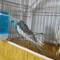 عروس هلندی جفت